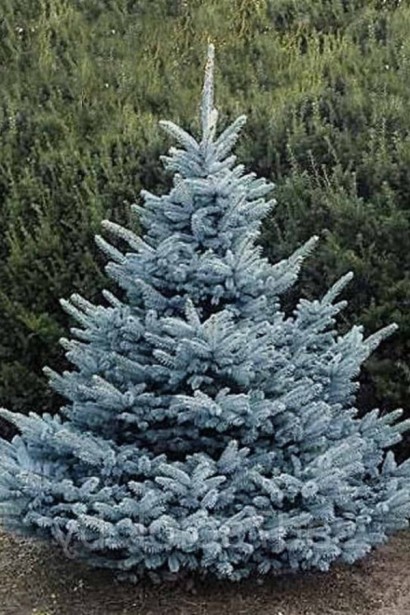 Ялина колюча блакитна Супер Блю Сідлінг / СБС |  Picea pungens Super Blue Seedling / SBS | Ель колючая голубая Супер Блю Сидлинг / СБС